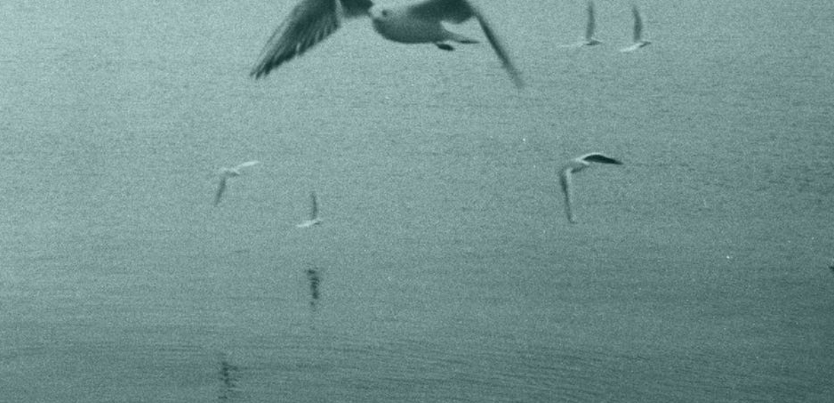 Sky with birds representing good brands